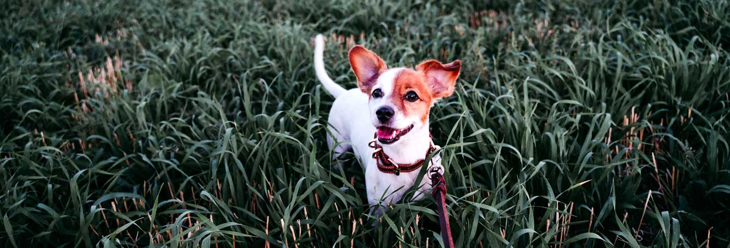 Auburn Veterinarians