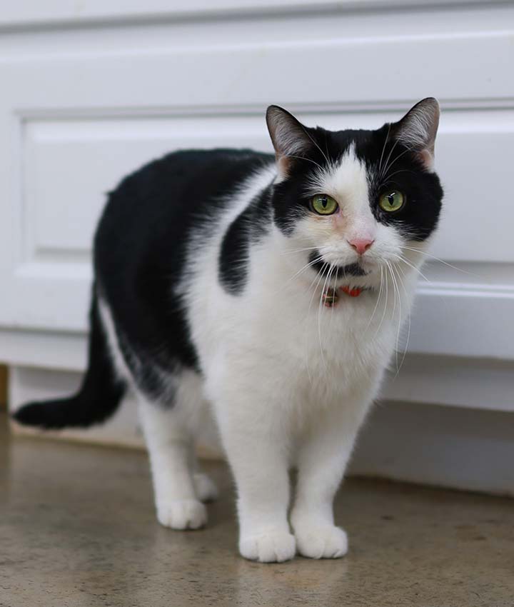 Kirby, Hospital Cat